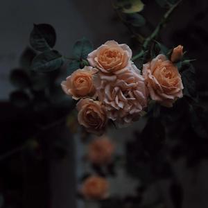 美女被强行上垒
